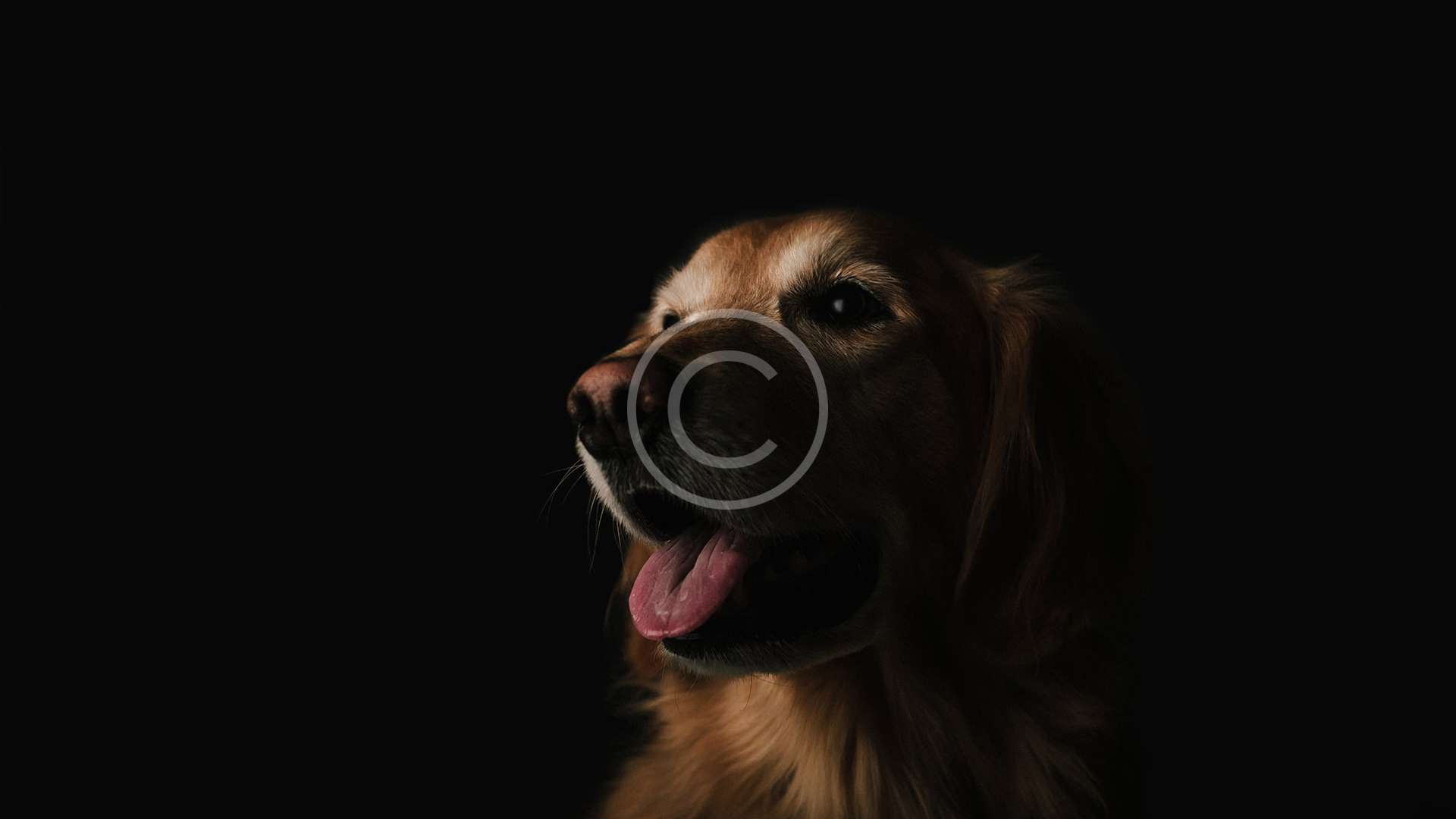 image-copyright (35)