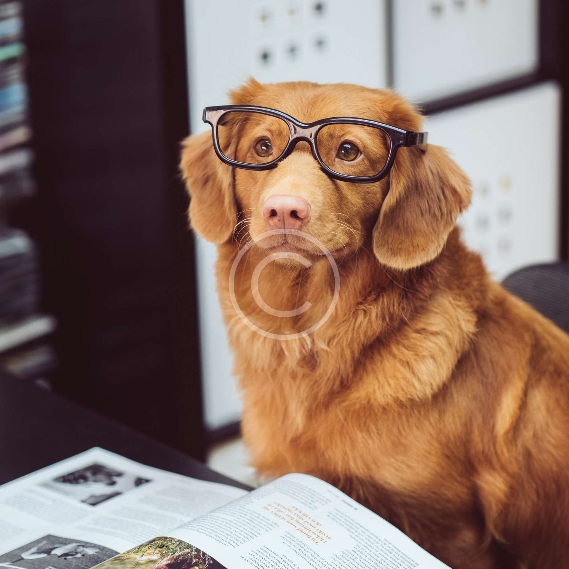 image-copyright (52)