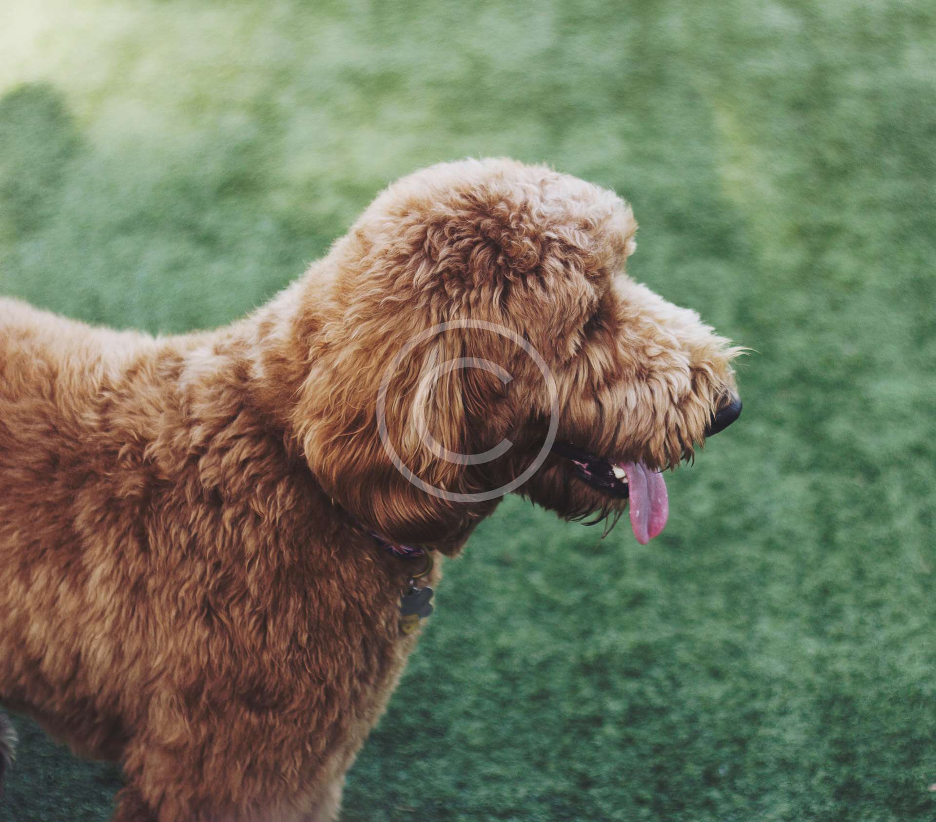 jessica-d-vega-TJV3QIO7r4M-unsplash1